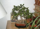 Pachira Aquatica Bonsai